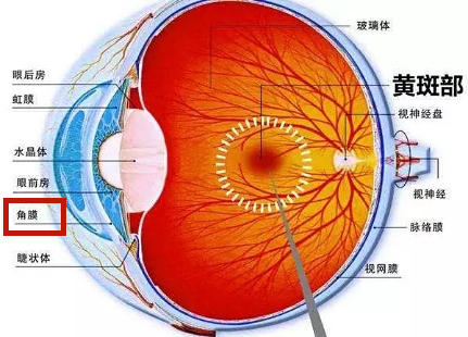 眼睛黃斑區(qū)